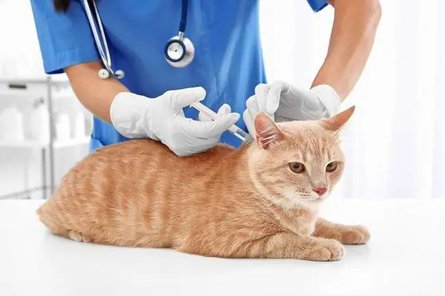 Знайте тип кошачьей вакцины для вашего питомца - Alodokter Знайте тип кошачьей вакцины для вашего питомца - Alodokter