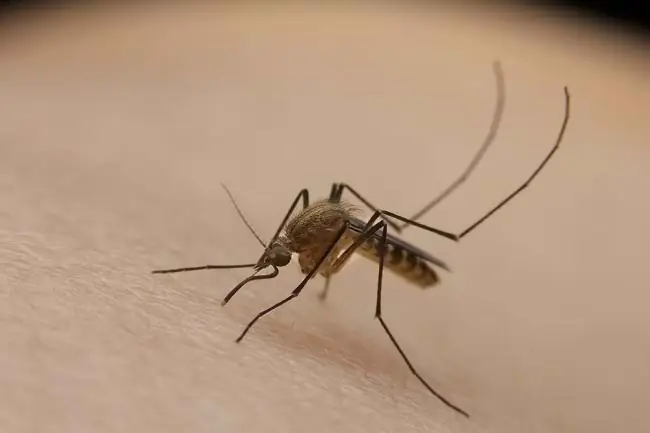 Некоторые заболевания, вызванные этим вирусом, встречаются редко, но с ними нужно быть осторожными - Alodokter