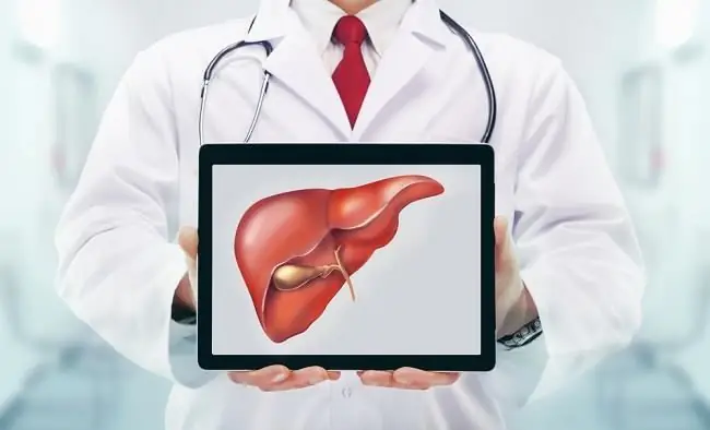 Различные функции печени, которые вам нужно знать - Alodokter