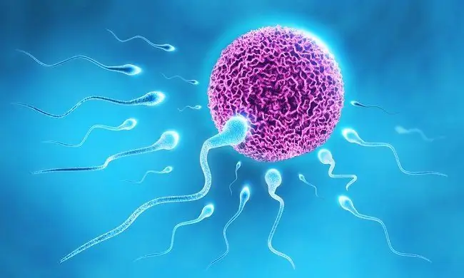 Знайте сперматогенез и оогенез - Alodokter Знайте сперматогенез и оогенез - Alodokter