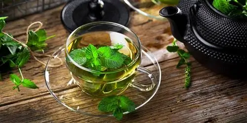 Вырастите и приготовьте собственный мятный чай