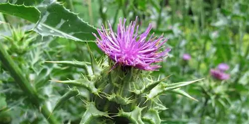 Лекарственные растения в терапии розацеа