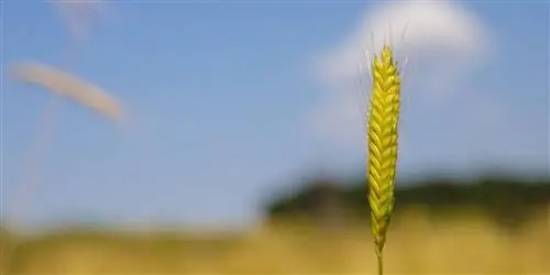Лучшие продукты для глаз