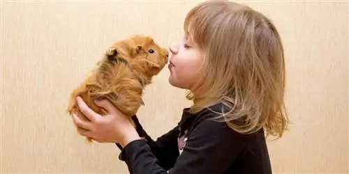 Существует ли эффективное лечение аллергии на шерсть животных?