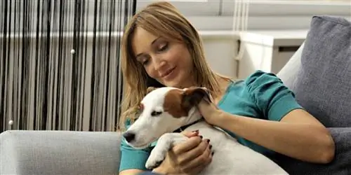 Аллергия на шерсть животных: как избежать опасного для жизни аллергического шока