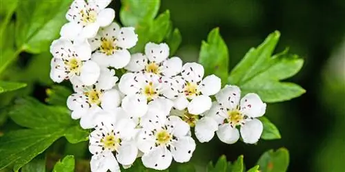 Боярышник: идеальный защитник сердца и сосудов