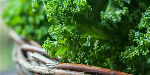 3 рецепта для голодных мозгов