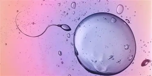 Утренняя таблетка после овуляции – можно ли забеременеть?