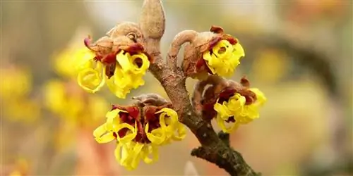 Лечебные свойства гамамелиса