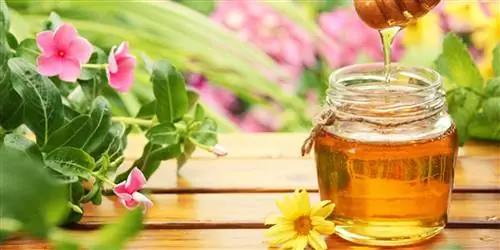 Апитерапия: лечение медом