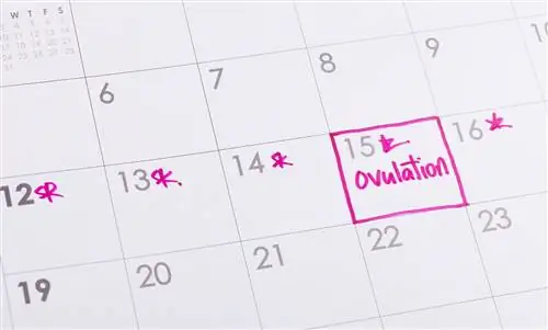 Нет овуляции – я что-то не так делаю?