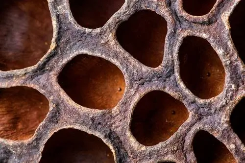 Боязнь дыр: как победить трипофобию