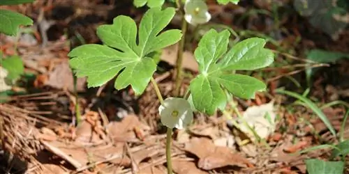 Лучшие средства от бородавок: холод, жар и терпение