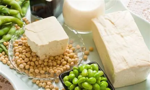 Фитоэстрогены: влияние на наш гормональный баланс