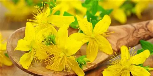 Травяные средства от симптомов менопаузы