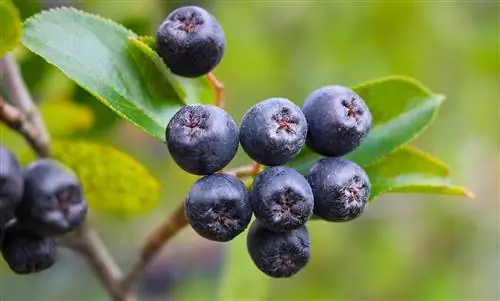 Ягоды черноплодной рябины: почему они считаются суперпродуктом?