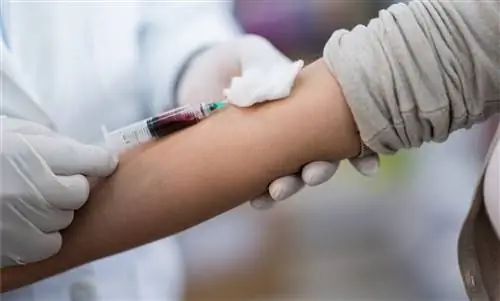 Коронавирус: безопасно ли донорство крови?