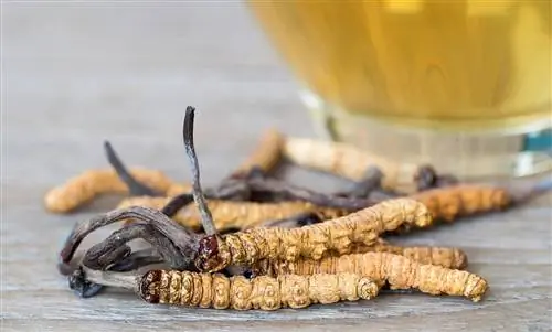 Кордицепс: натуральное средство и афродизиак