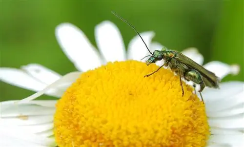 Cantharis: гомеопатическое средство от жгучей боли