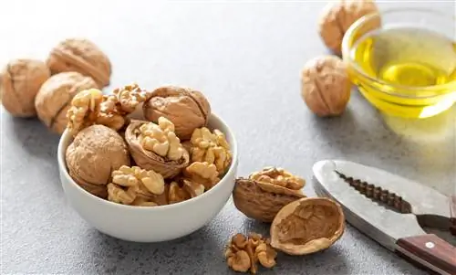 Масло грецкого ореха: полезные масла производятся из здоровых грецких орехов
