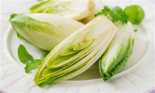 Цикорий: эти 6 причин делают этот овощ таким полезным