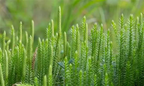 Lycopodium: важный препарат в гомеопатии