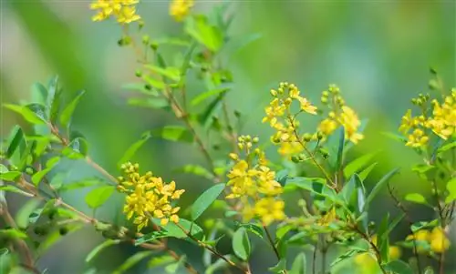 Galphimia glauca: гомеопатический активный ингредиент при сенной лихорадке