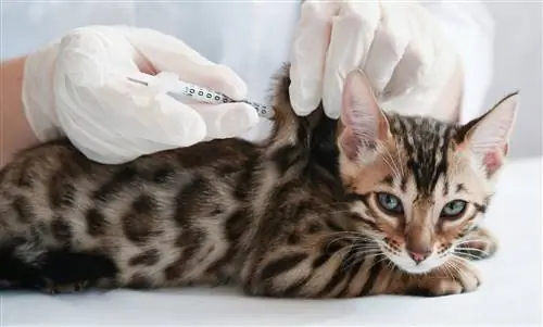 Вакцинация кошек: от каких болезней?