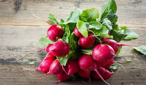 Питание ТКМ: как выглядит план питания?