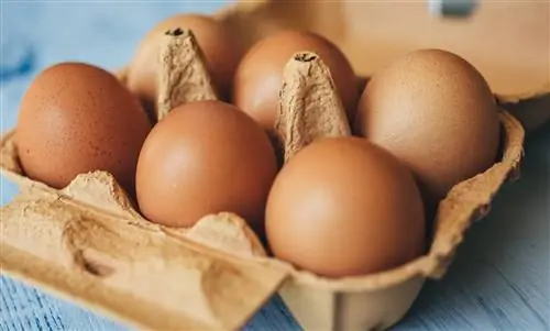 Яйца все еще хороши? Яичный тест показывает это