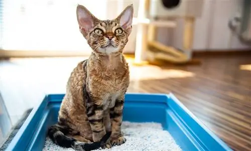 Кошка при запорах: какие меры помогают?