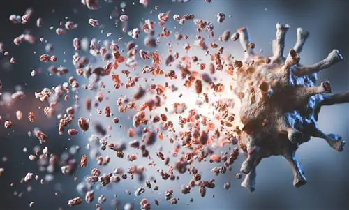 Можно ли победить Корону? У исследователей есть надежда