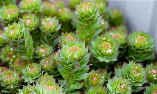 Родиола: стрессоустойчивое лекарственное растение