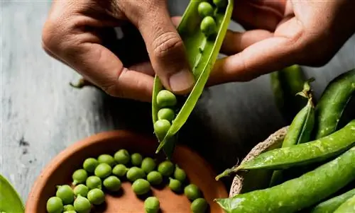 Употребление сырого гороха: об этом следует помнить