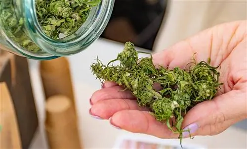 Исследование: защищает ли каннабис от коронавируса?