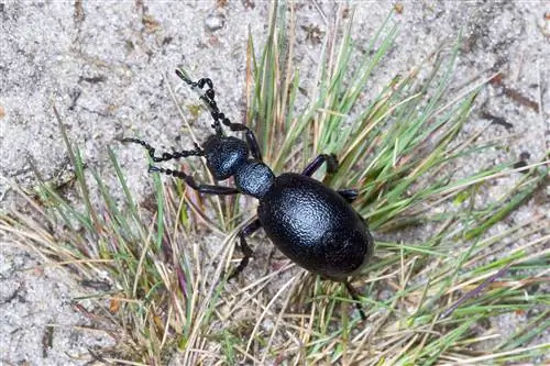 Остерегайтесь ядовитых масляных жуков – также в Германии