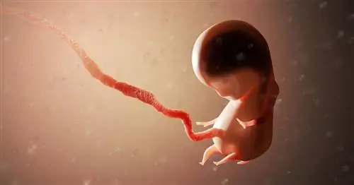 Неинвазивное пренатальное тестирование - НИПТ