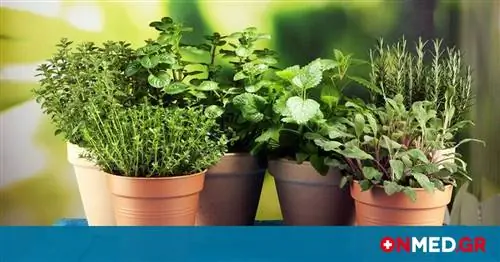 Травы, повышающие питательную ценность продуктов (картинки)