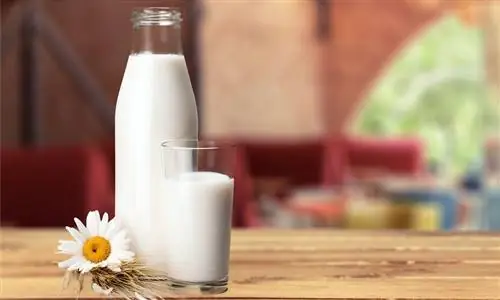 Молочные продукты & метаболический синдром: количество, которое защищает мужчин