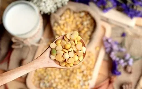 Альтернативные источники белка, когда мы хотим ограничить потребление мяса