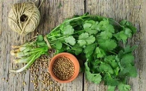 Травы - союзник «естественной» детоксикации перед наступлением лета