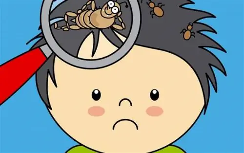 Вши: как они распространяются и как избавиться от них навсегда