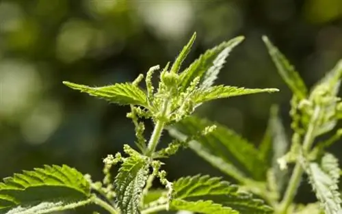 Что делать, если вас ужалила крапива