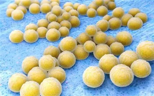 Стафилококковая инфекция – определите ее по фотографиям