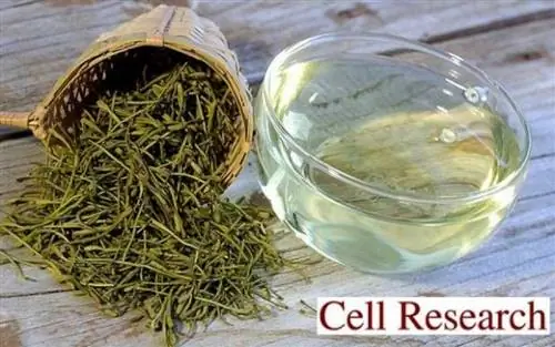 Трава, убивающая вирус гриппа