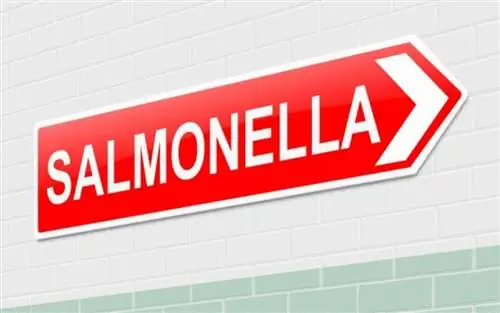 Сальмонелла: симптомы и как себя защитить