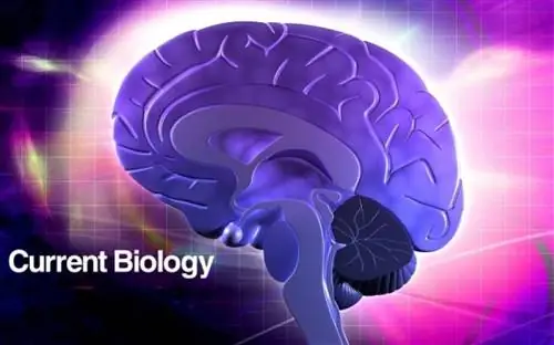 Развитие мозжечка показывает нашу эволюцию от обезьян