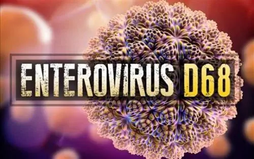Пять вещей, которые нужно знать об энтеровирусе D68, охватившем США