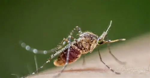 Вирус Зика и микроцефалия - симптомы, лечение