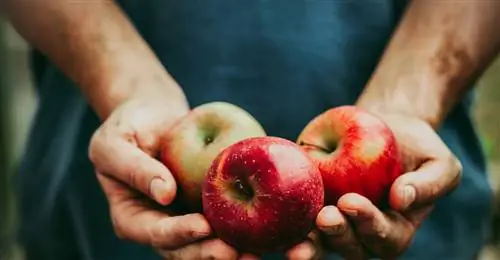 Фрукты и овощи составляют основу рациона. Девять причин, по которым вы должны обратиться к ним